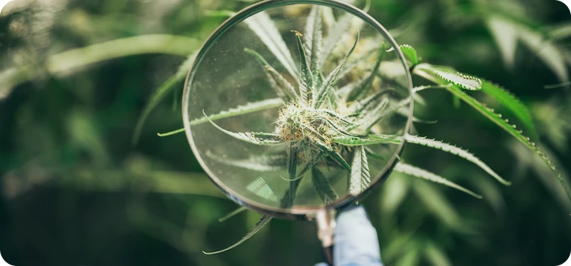 Hempo Solutions Mission