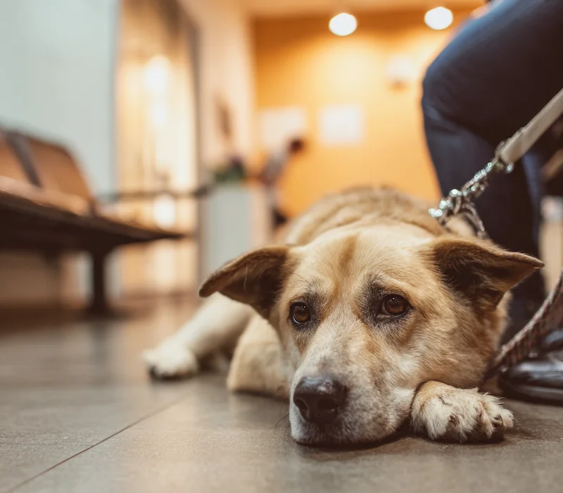 Offering CBD oil for pets to further expand into cbd retail market