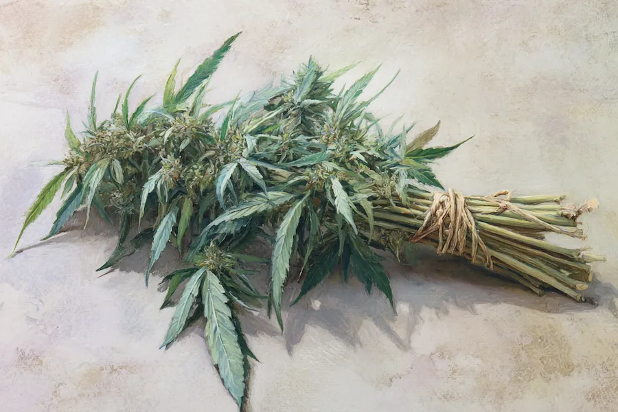 Bundle of freshly harvested hemp plants tied with twine, showcasing the natural source of CBD for wellness and therapeutic products